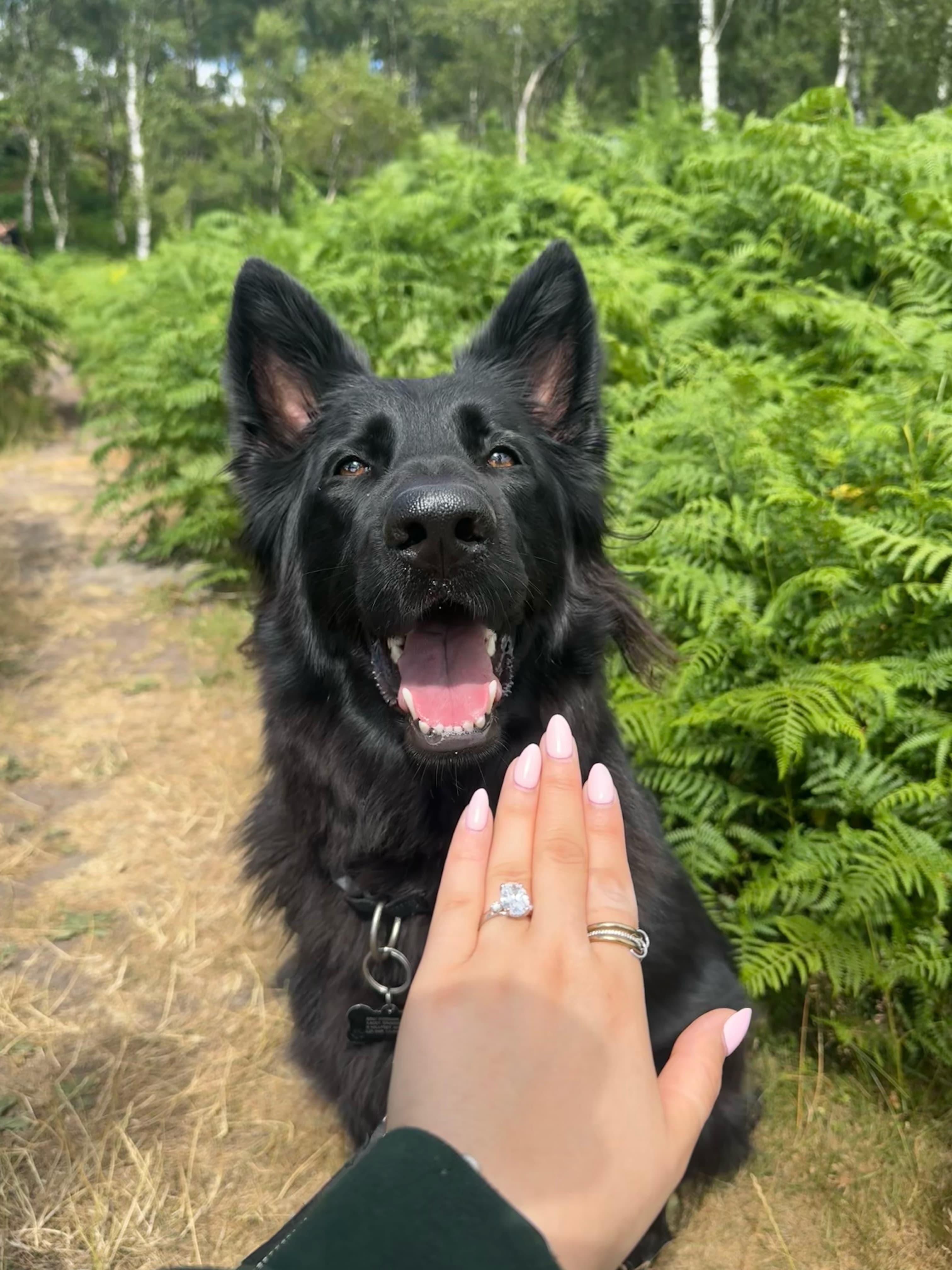 Shelby enjoying a walk in the countryside